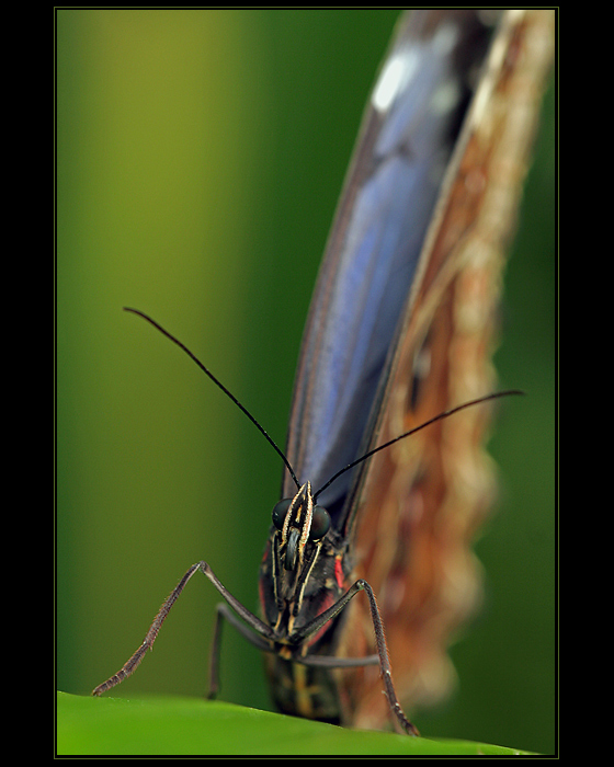 Morpho peleides limida - Blue Morpho V.