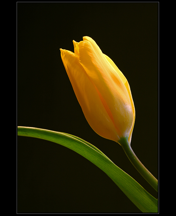 Tulipan-0007-weball.jpg