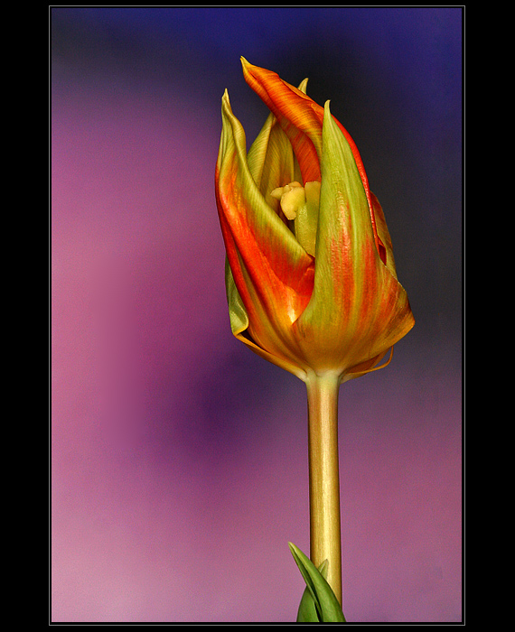 Tulipan-FP-0373--Allweb.jpg
