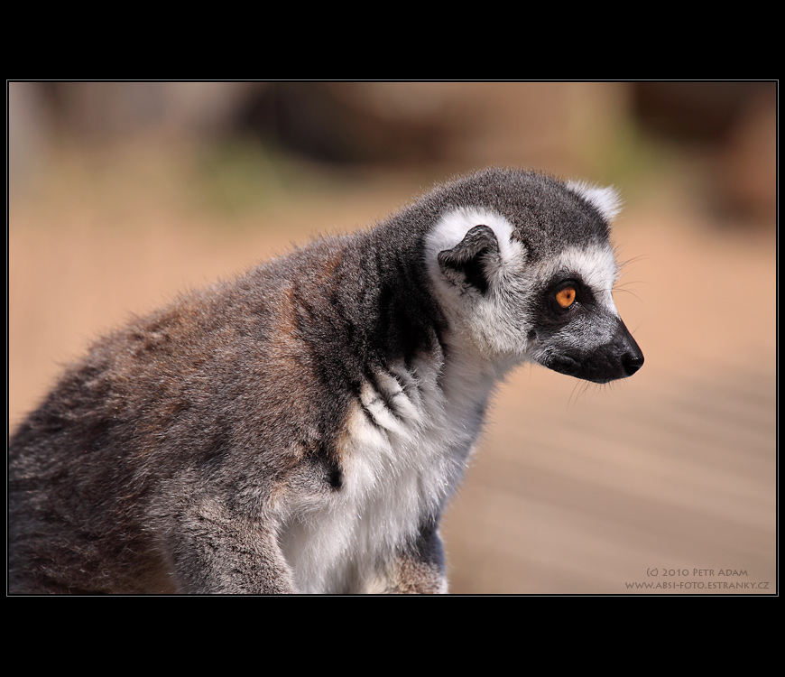 Lemur 3722 