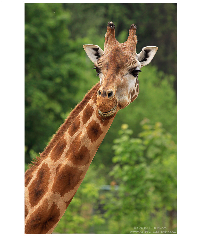 Žirafa 5383 