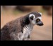 Lemur 3722 