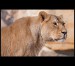 Lvice - Panthera leo 1217-web